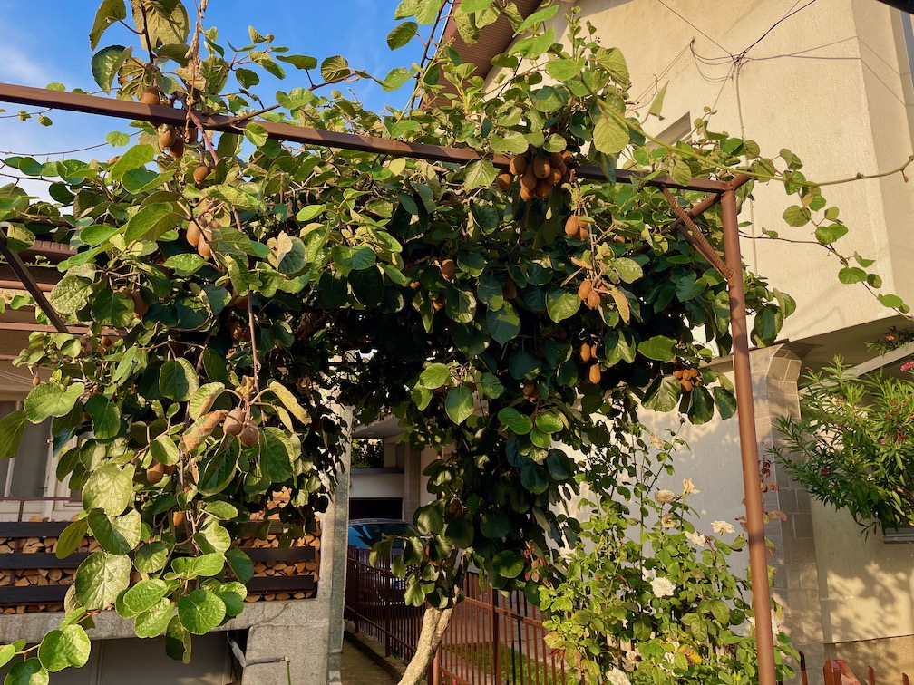 Kiwi-challenge
