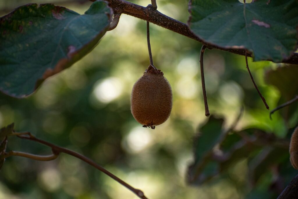 Kiwi